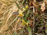 054 Polygala Camæbuxus.JPG